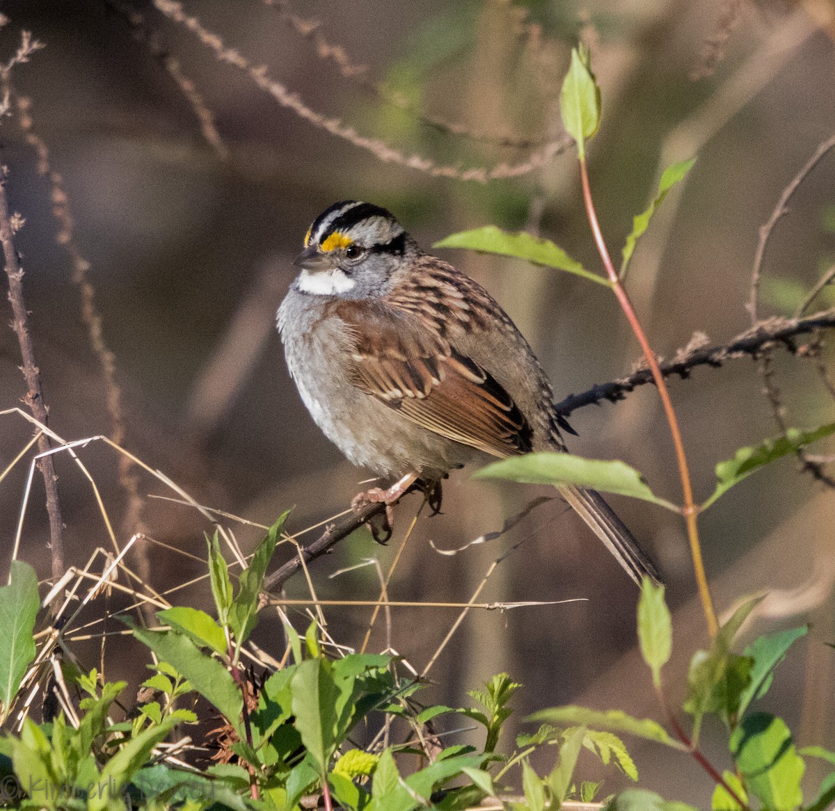 White-throated Sparrow - ML88430021