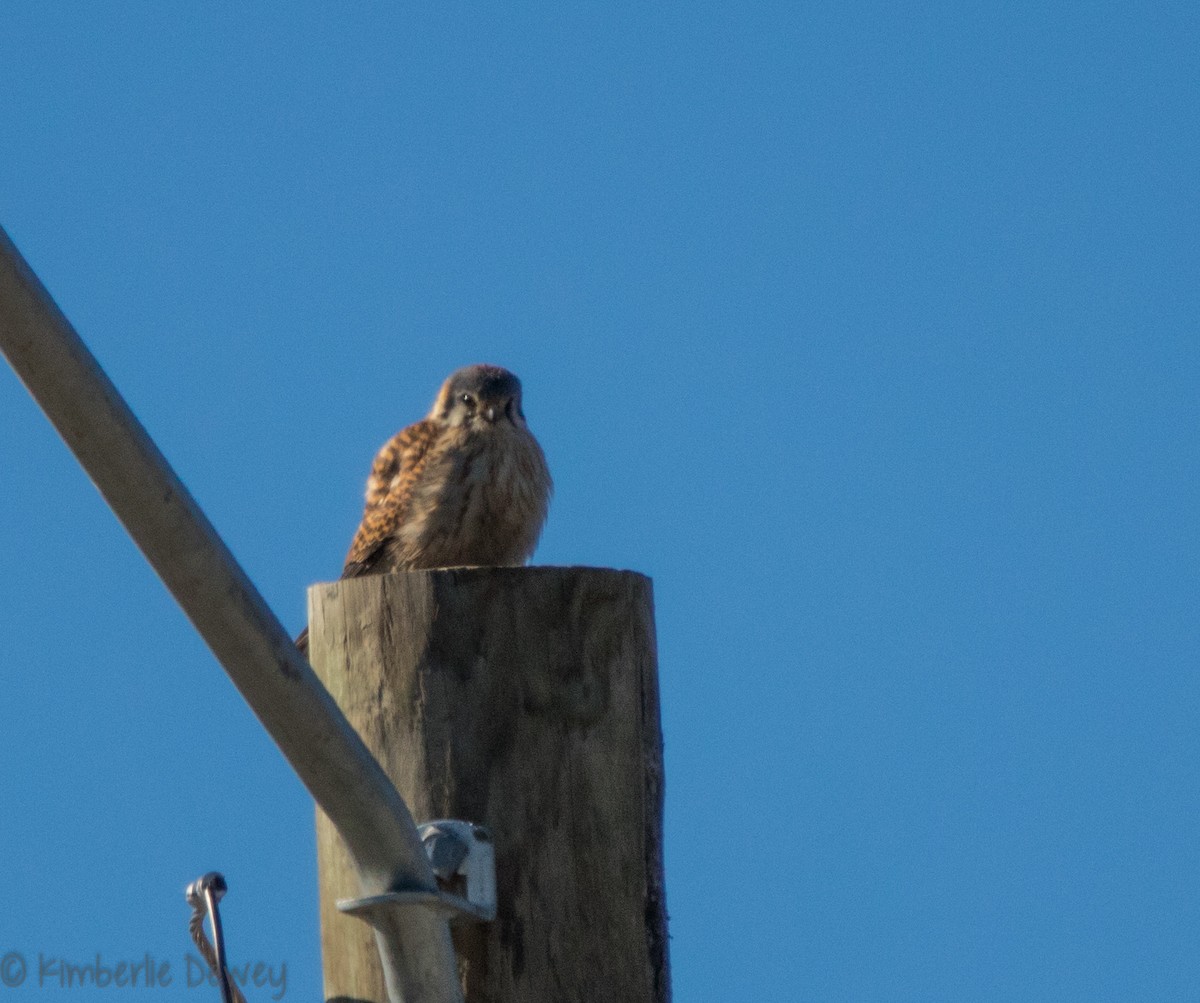 American Kestrel - ML88430231