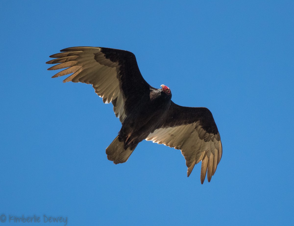 Turkey Vulture - ML88430511
