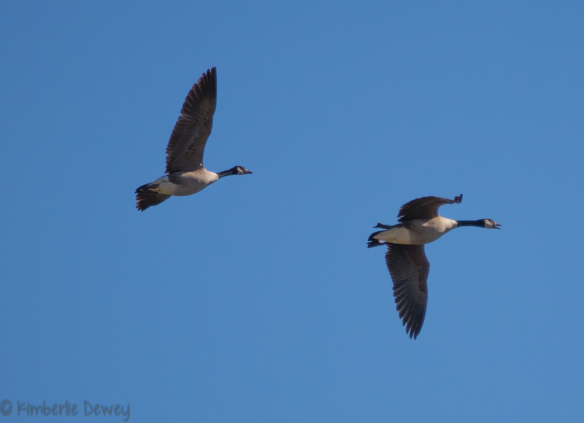 Canada Goose - ML88430721