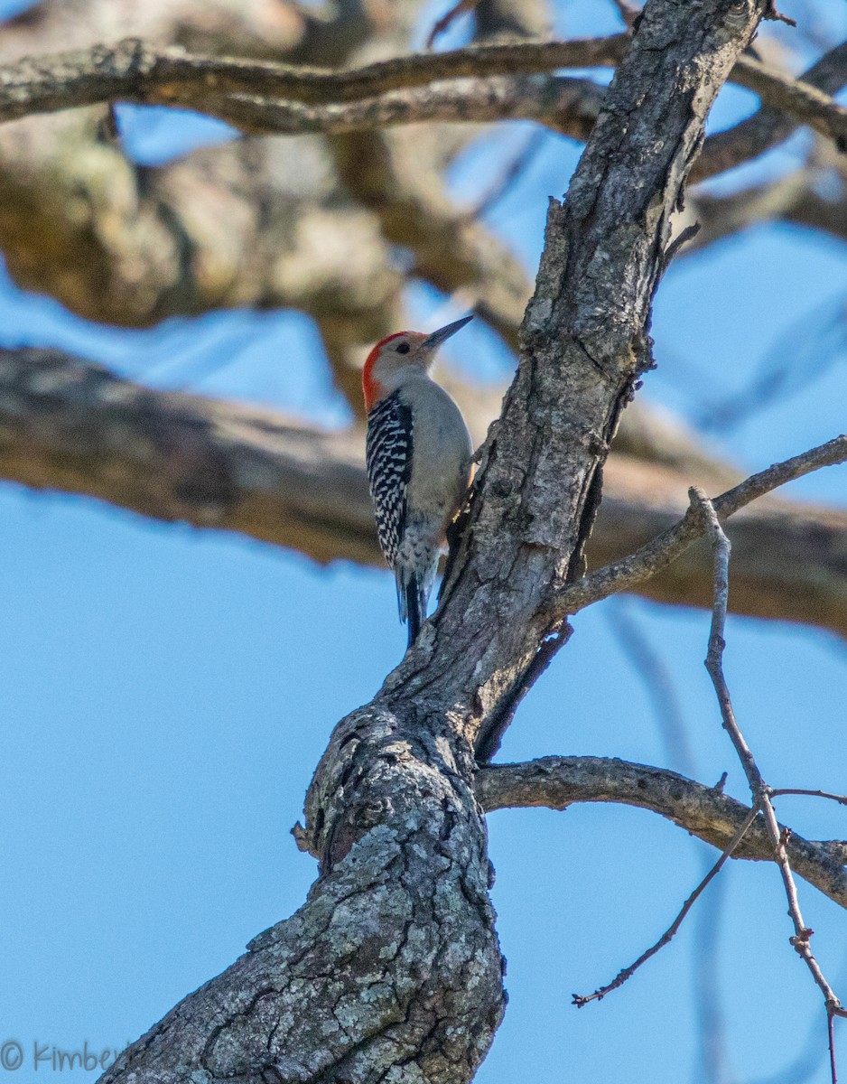 Red-bellied Woodpecker - ML88430861