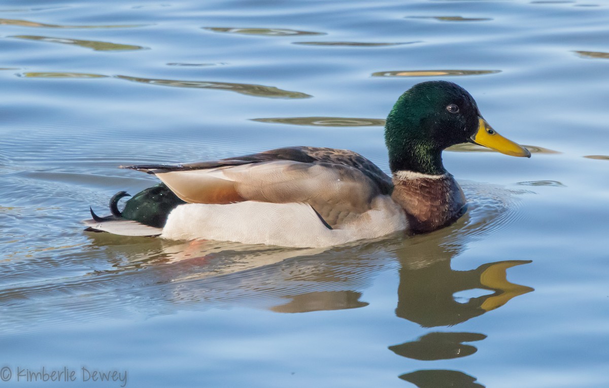 Mallard - ML88431181