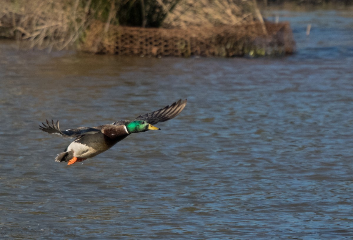 Mallard - ML88431221