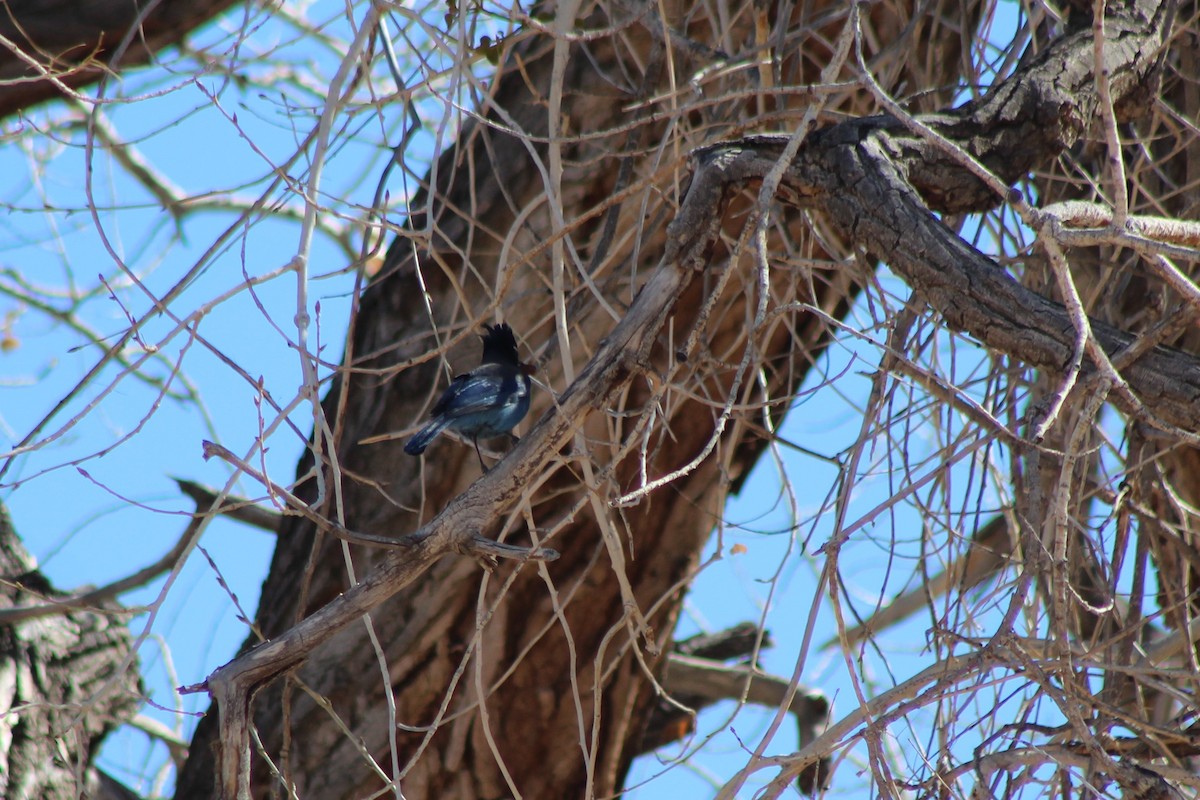 Steller's Jay - ML88431391