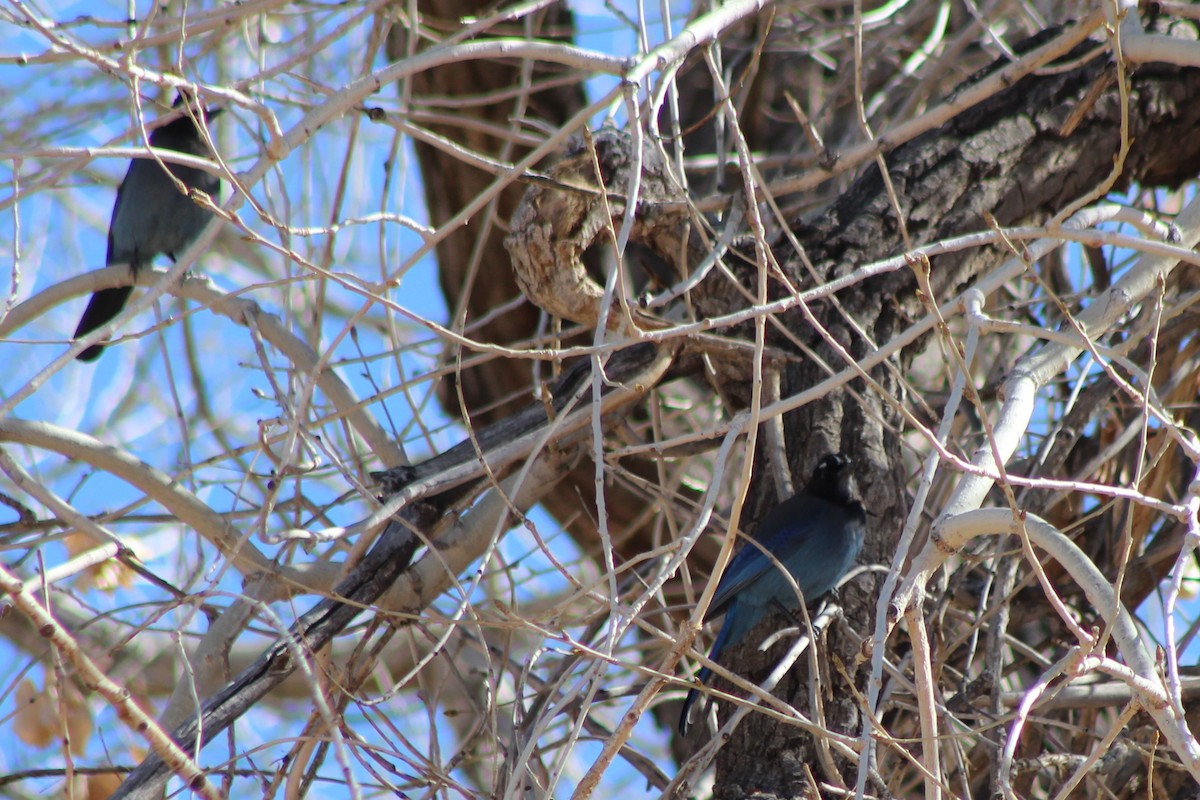 Steller's Jay - ML88431401