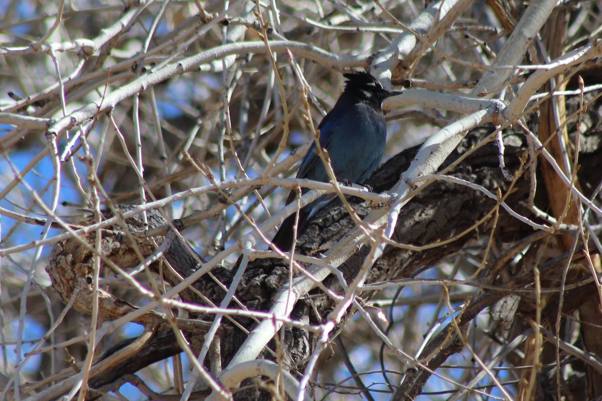 Steller's Jay - ML88431411