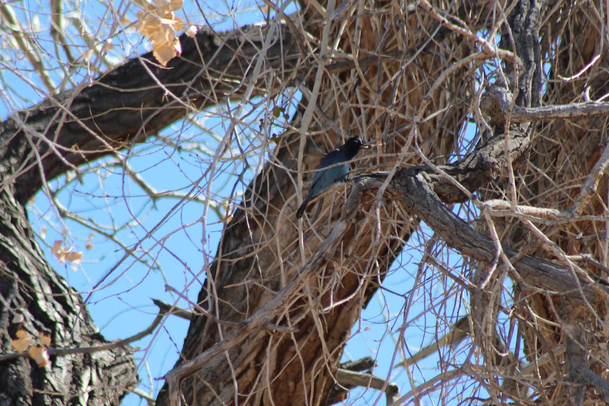 Steller's Jay - ML88431471