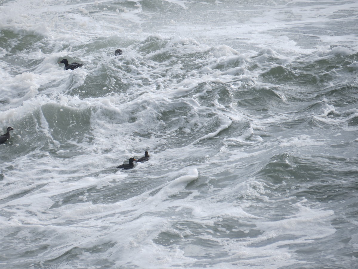 Black Scoter - Monique Albert
