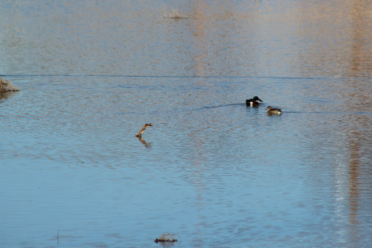 Northern Shoveler - David Lerwill