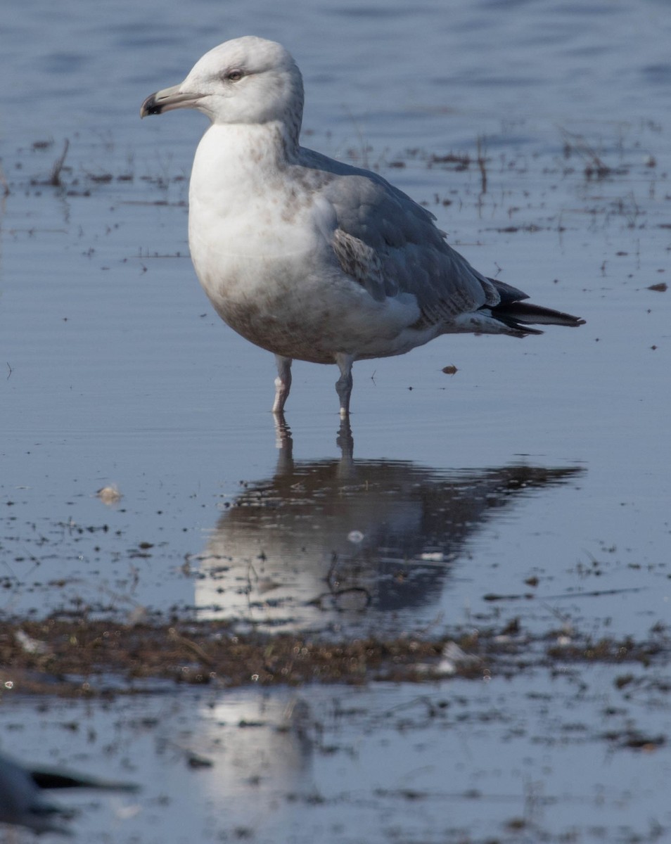 Herring Gull - ML88433211