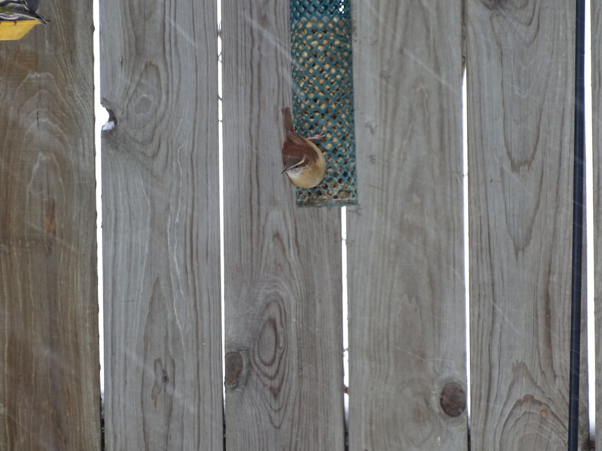 Carolina Wren - ML88433791