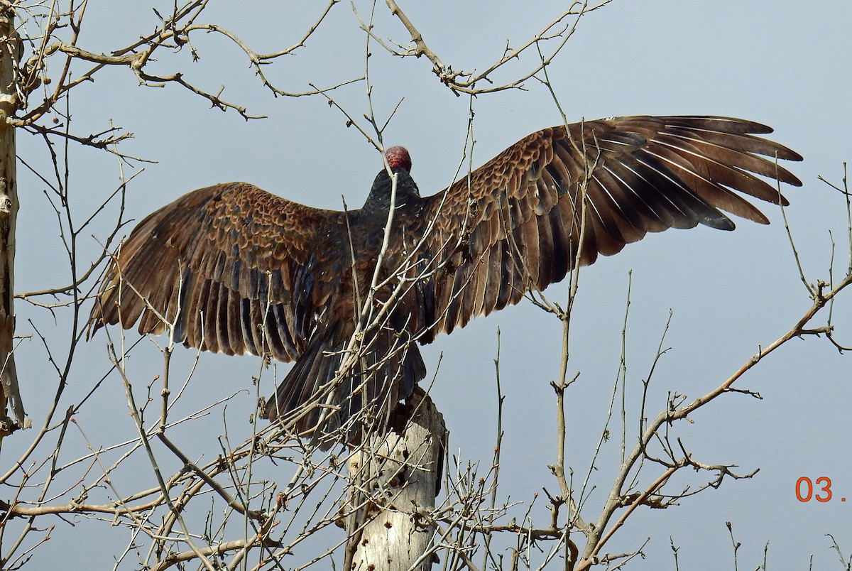 Turkey Vulture - Jim Scott