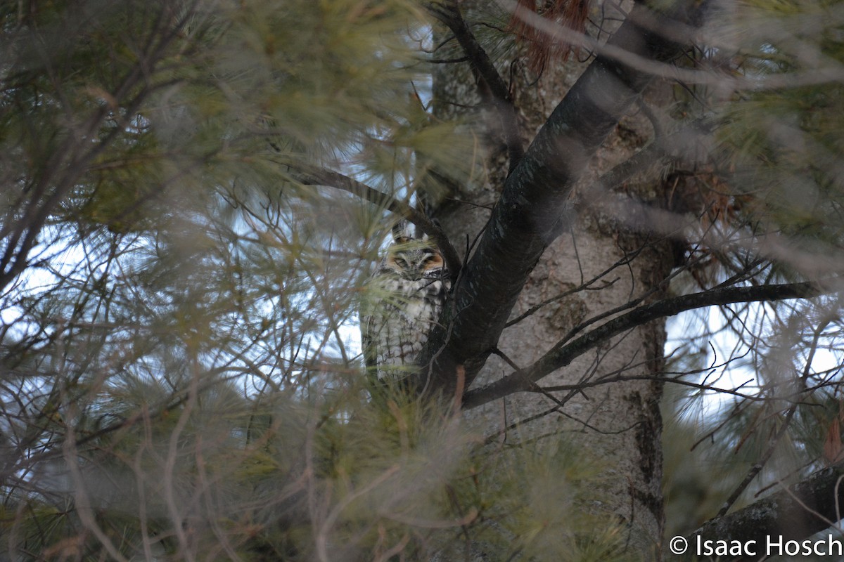 Long-eared Owl - ML88435011