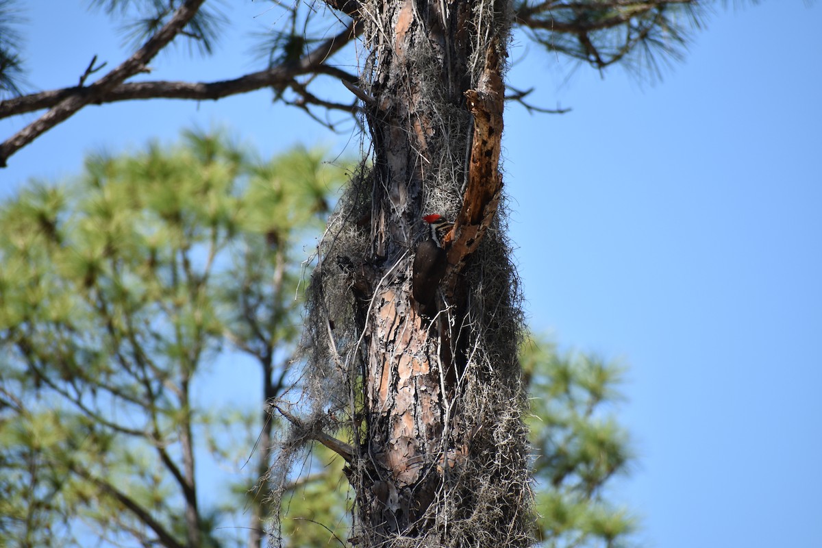 Pileated Woodpecker - ML88435901