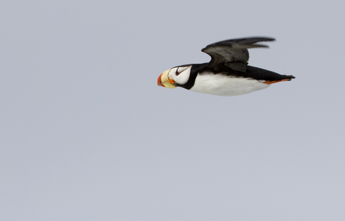 Horned Puffin - ML88436701