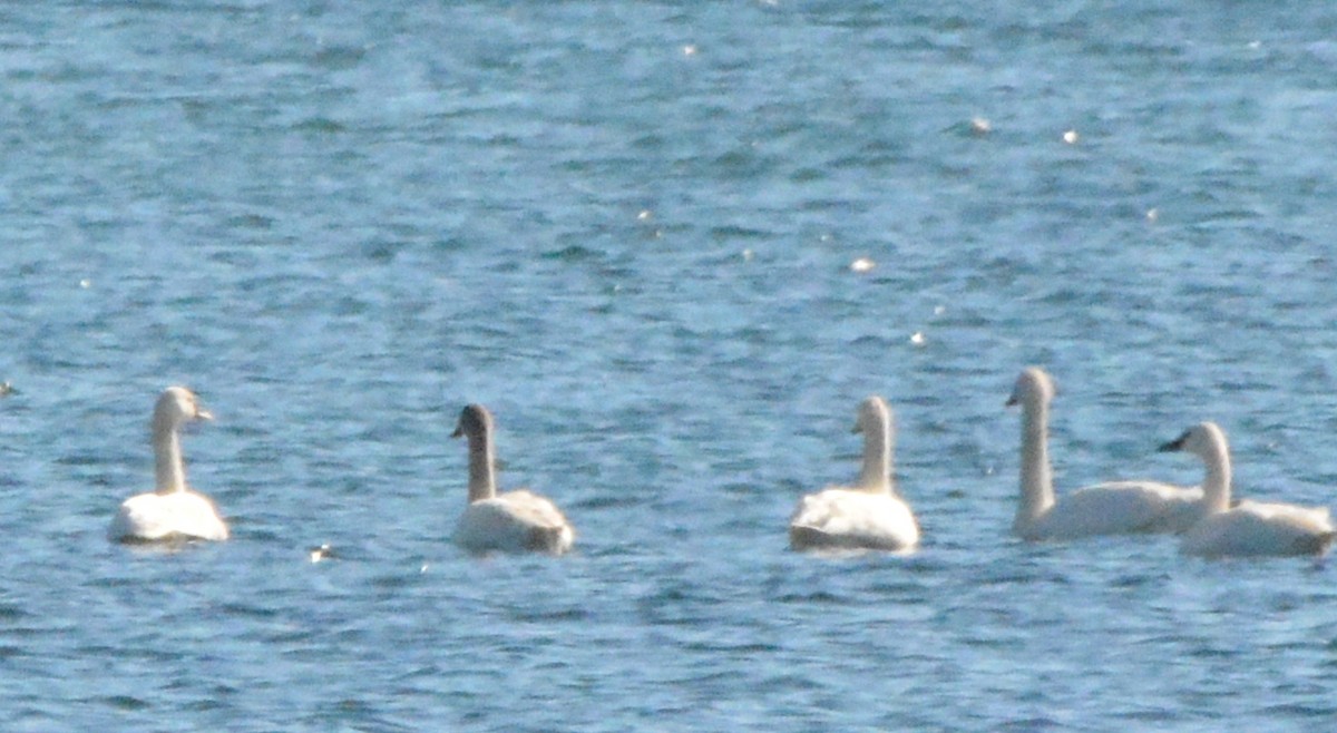 Tundra Swan - Carol Hamilton