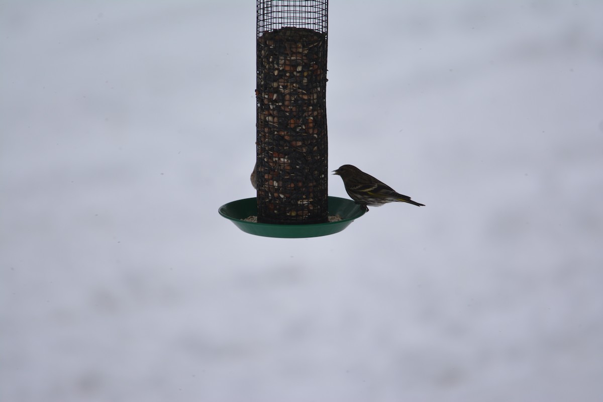 Pine Siskin - Alissa Milillo