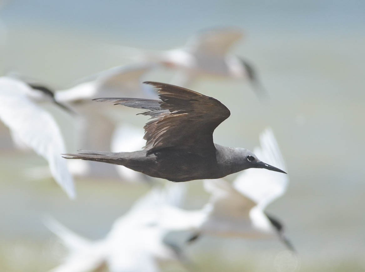 Lesser Noddy - Greg McKay