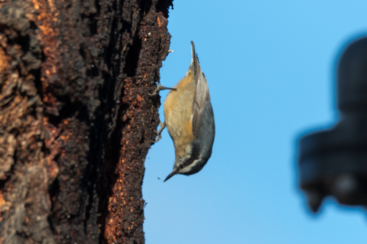 Red-breasted Nuthatch - ML88440411