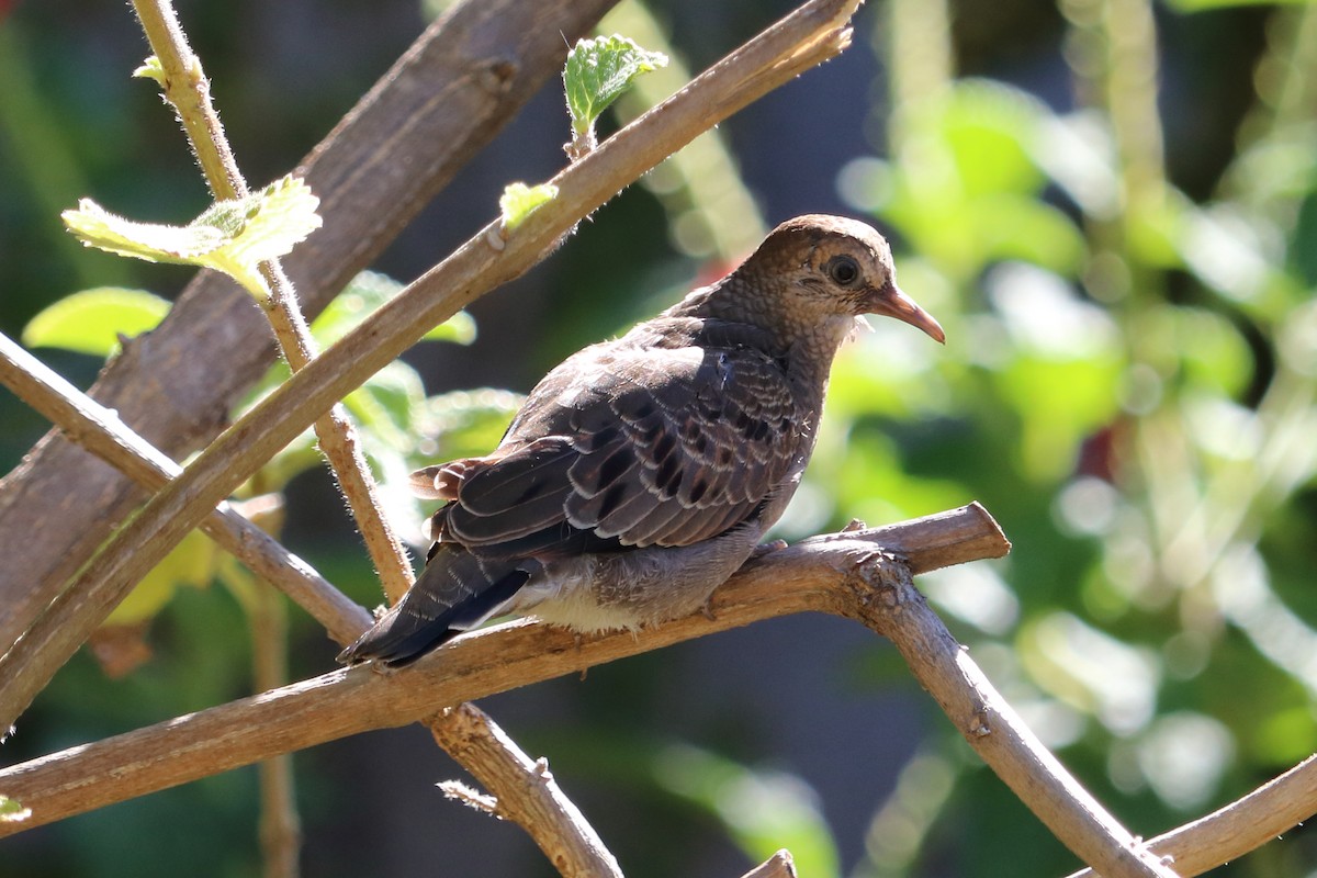 Common Ground Dove - Alta Tanner