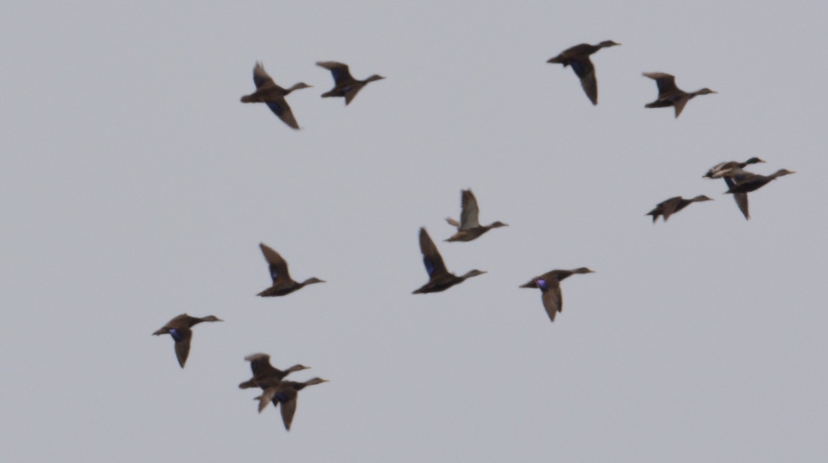 rødfotand - ML88441731