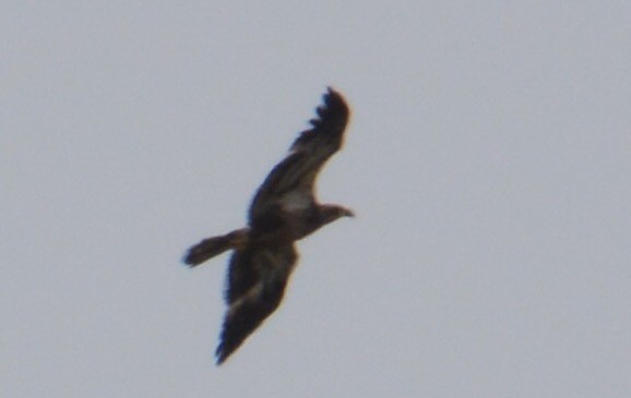 Bald Eagle - ML88441931