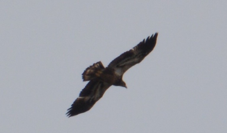 Bald Eagle - ML88441941