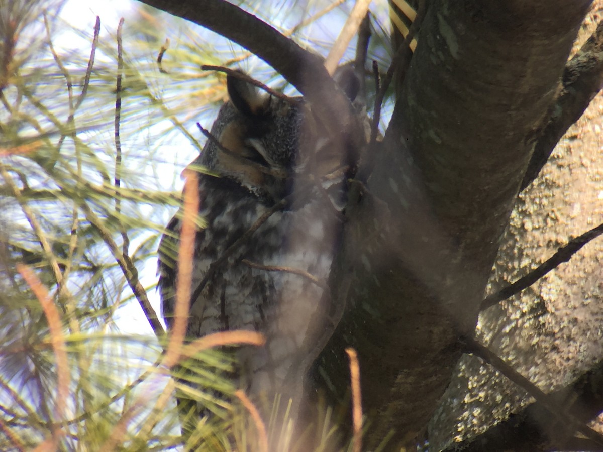 Long-eared Owl - ML88442641