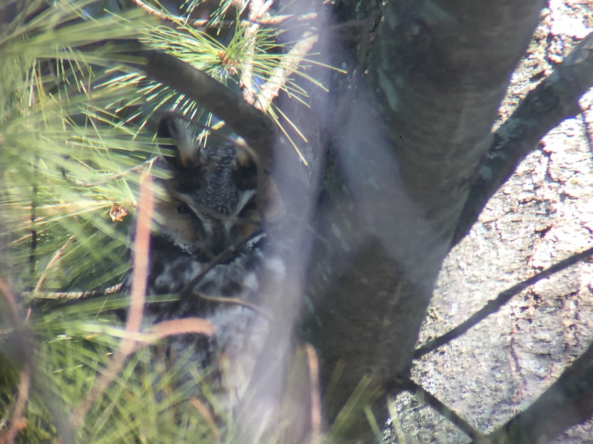 Long-eared Owl - ML88442701