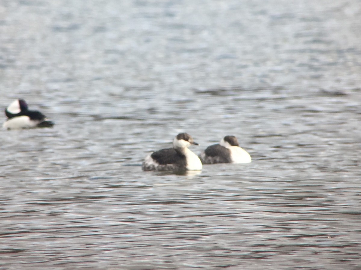 Horned Grebe - ML88443341