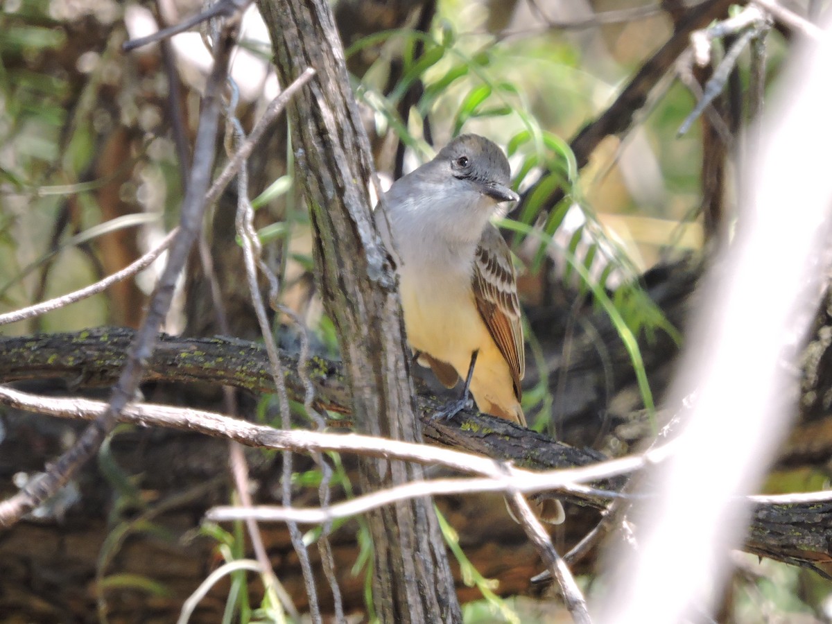 Ash-throated Flycatcher - ML88443741