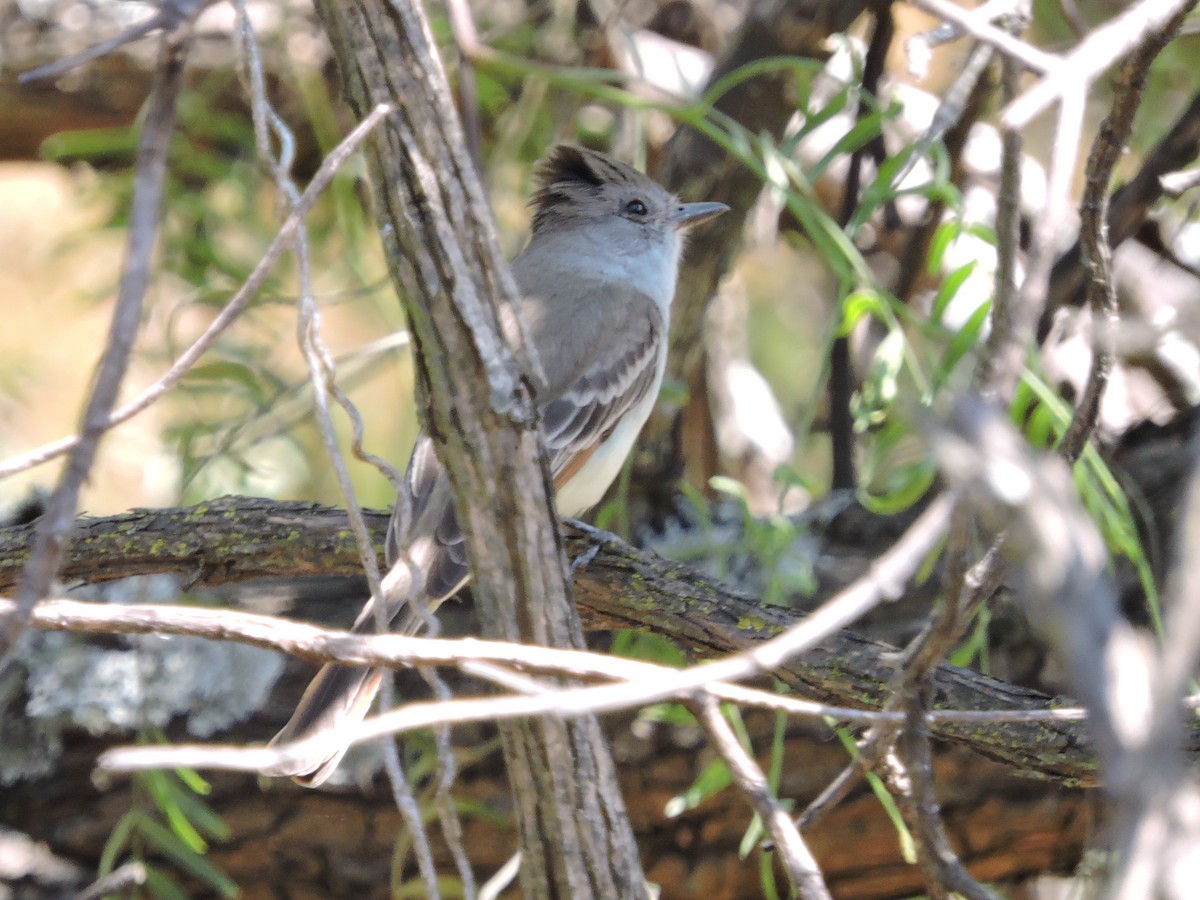 Ash-throated Flycatcher - ML88443771