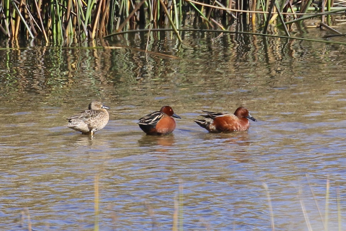 Cinnamon Teal - Joan Tisdale