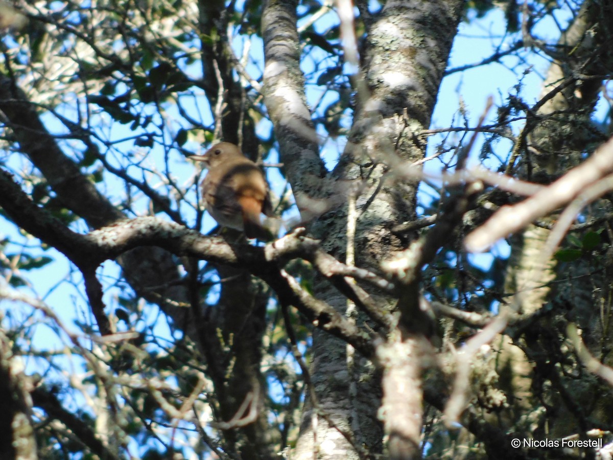 Hermit Thrush - ML88444941