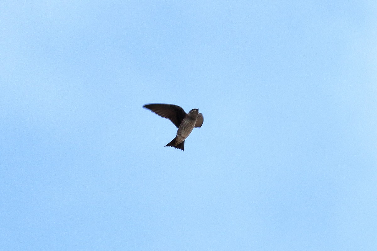 Golondrina Purpúrea - ML88444951