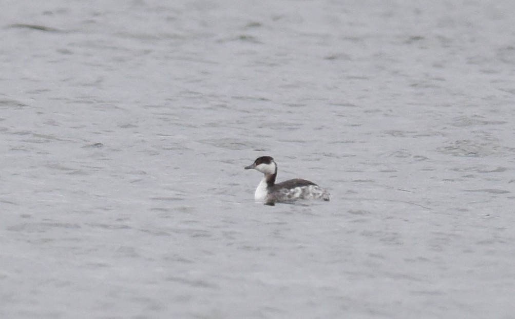 Horned Grebe - ML88445281