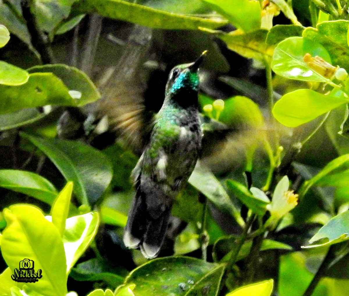 kolibřík skvostný - ML88445501