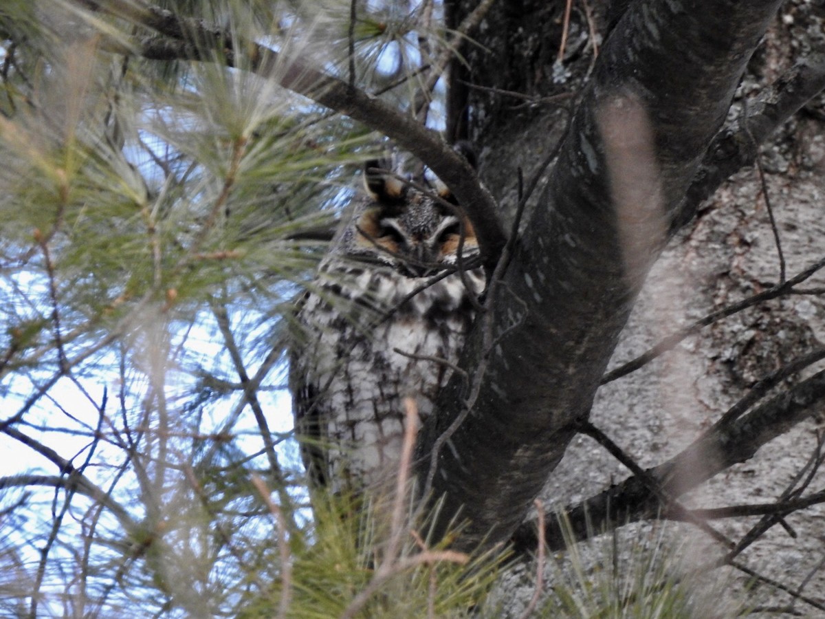 Long-eared Owl - ML88446571