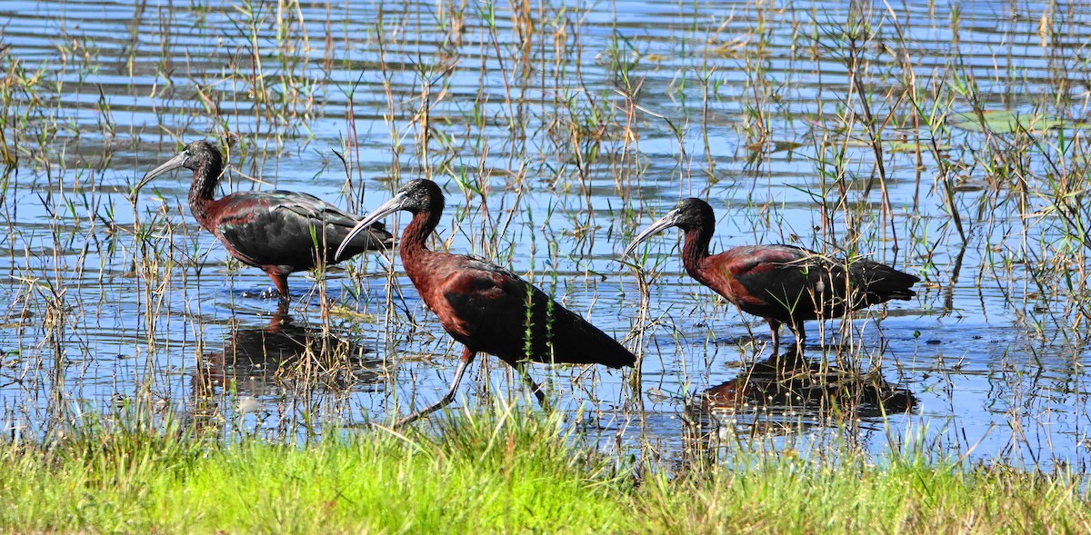 ibis hnědý - ML88446701