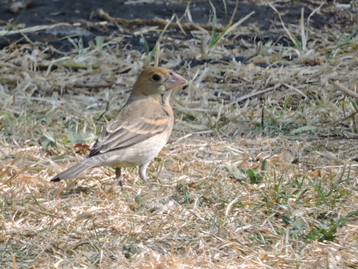 Blue Grosbeak - ML88447191