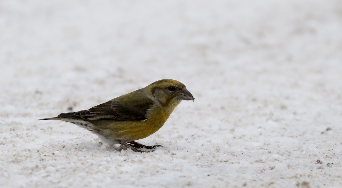 Red Crossbill (Western Hemlock or type 3) - Jay McGowan