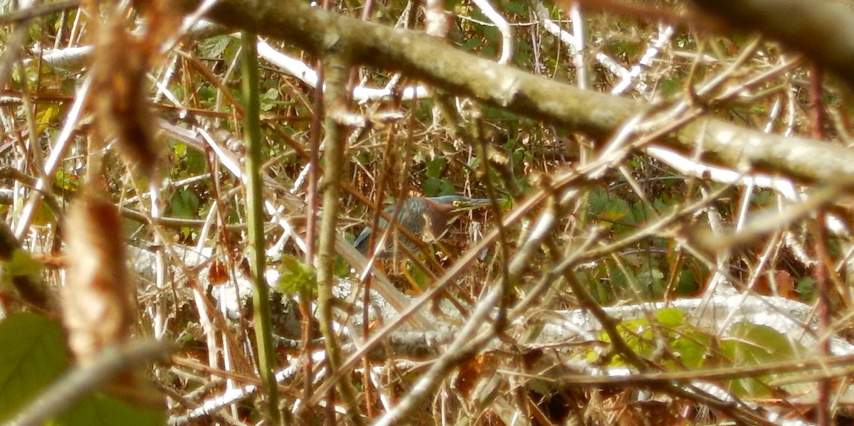 Green Heron - ML88448921