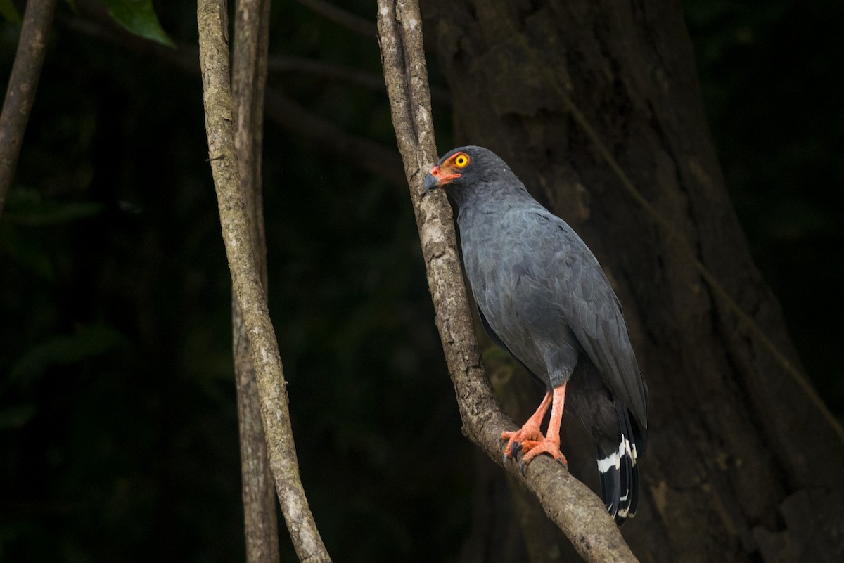 Slate-colored Hawk - Claudia Brasileiro