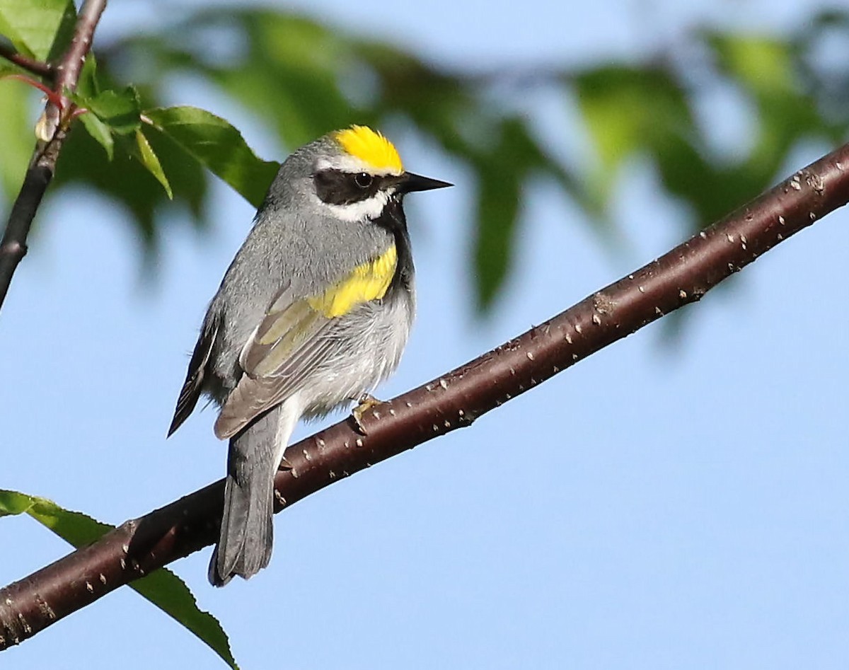 Golden-winged Warbler - Sherrie Quillen
