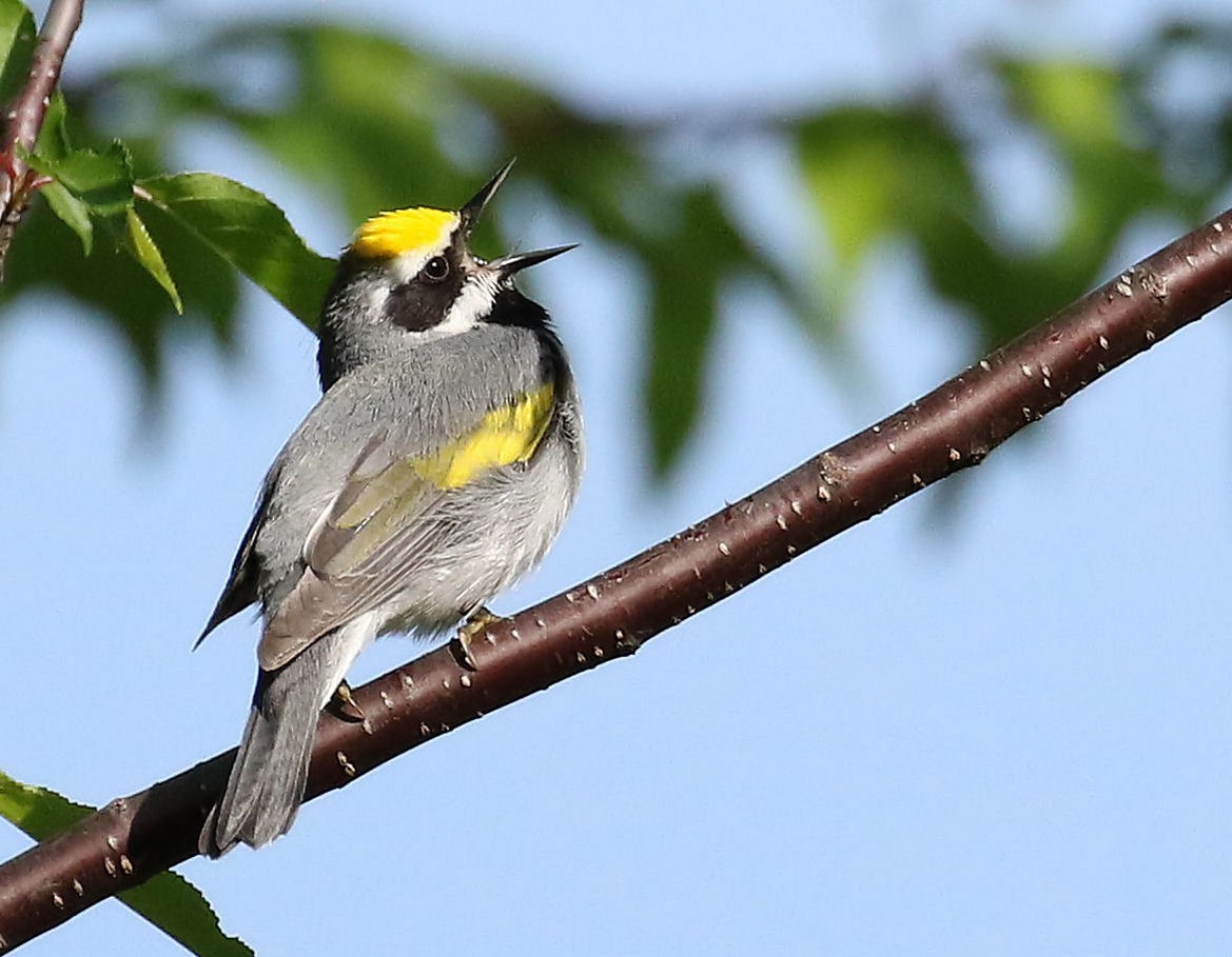 Golden-winged Warbler - Sherrie Quillen