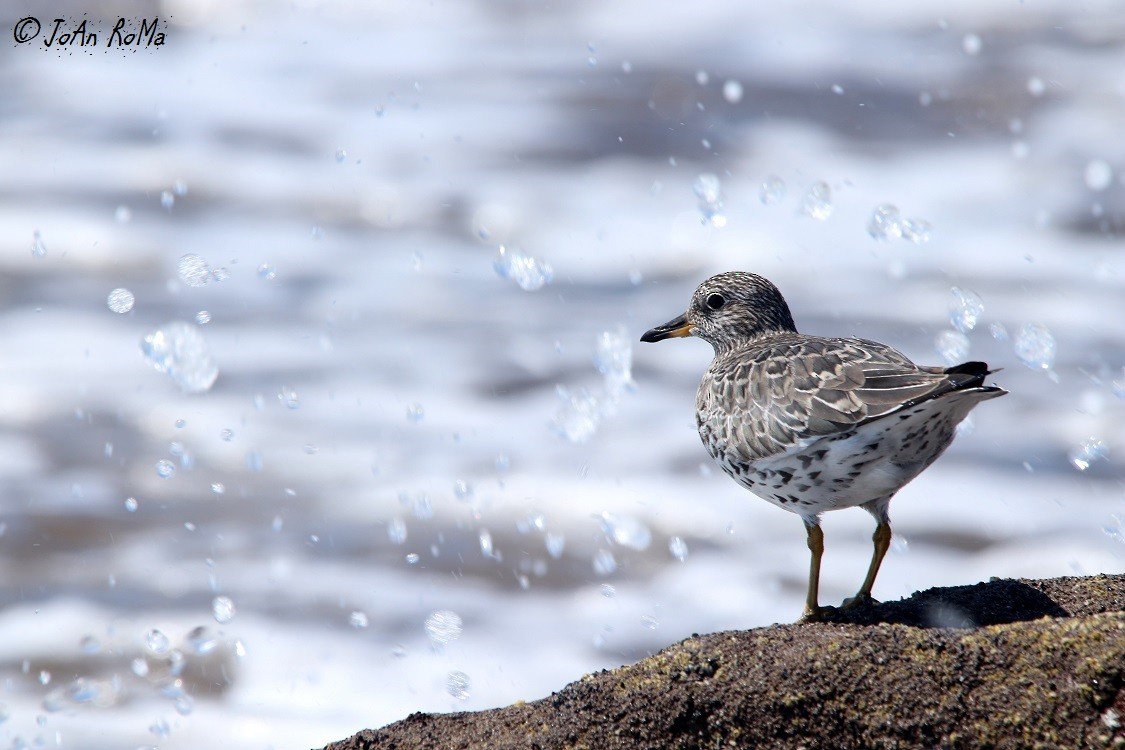 Surfbird - ML88450491