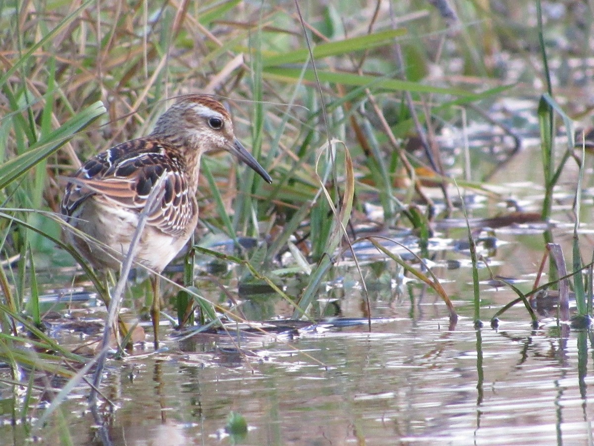 Sharp-tailed Sandpiper - ML88450831