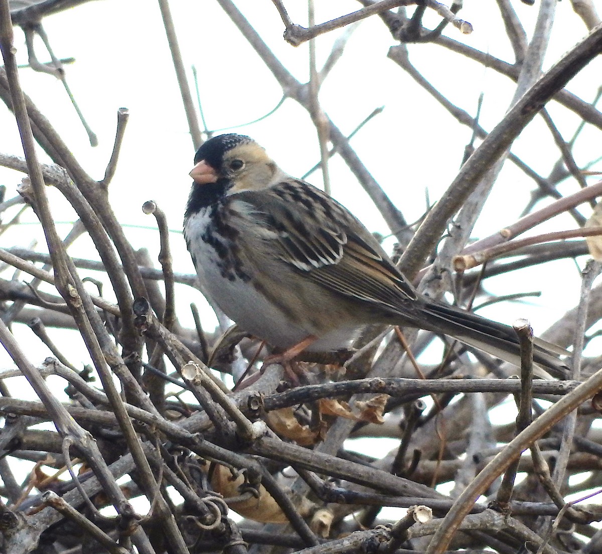 Harris's Sparrow - ML88451311
