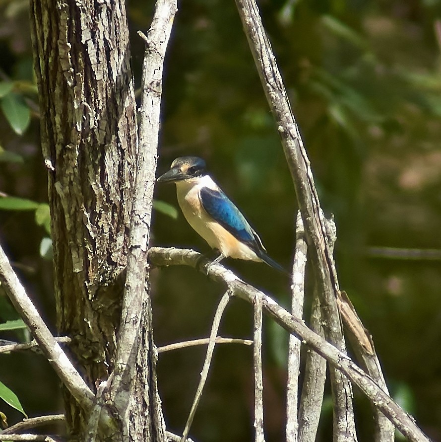 Forest Kingfisher - ML88451341