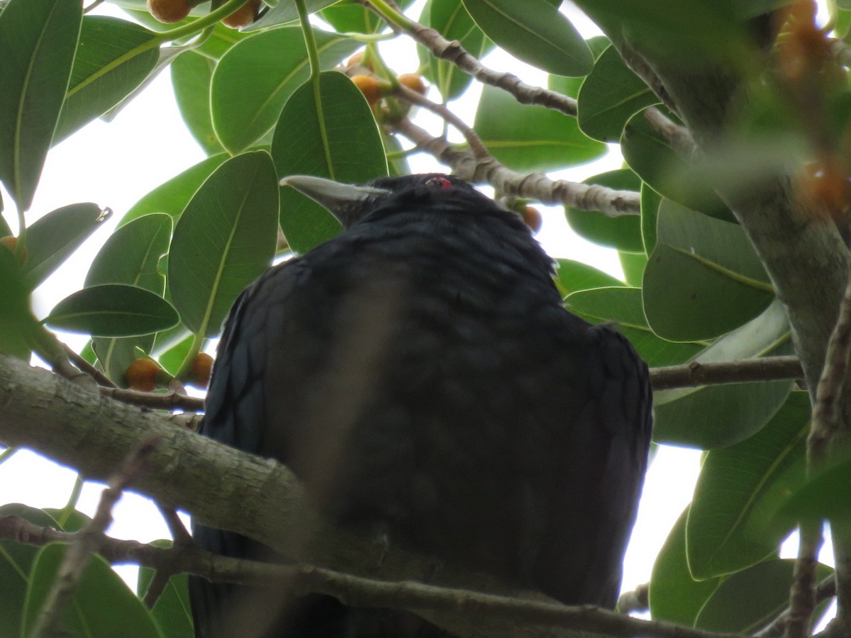 Pacific Koel (Australian) - Alan Coates